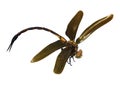 3D Rendering Orange Glider Dragonfly on White Royalty Free Stock Photo