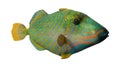 3D Rendering Orange lined Triggerfish on White