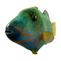 3D Rendering Orange lined Triggerfish on White