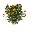 3D Rendering Orange Rose Bush on White Royalty Free Stock Photo