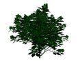 3d rendering of an outlined black tree with green edges isolated