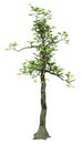 3D Rendering Pachira Aquatica Tree on White