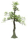 3D Rendering Pachira Aquatica Tree on White