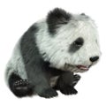 3D Rendering Panda Bear on White