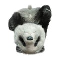 3D Rendering Panda Bear on White