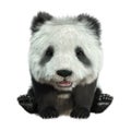 3D Rendering Panda Bear on White