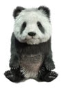 3D Rendering Panda Bear on White