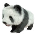 3D Rendering Panda Bear on White