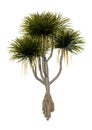 3D Rendering Pandanus Tree on White Royalty Free Stock Photo