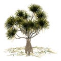 3D Rendering Pandanus Tree on White