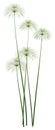 3D Rendering Papyrus Plants on White
