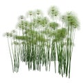 3D Rendering Papyrus Plants on White