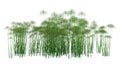 3D Rendering Papyrus Plants on White