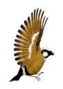 3D Rendering Parson Finch Bird on White