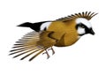 3D Rendering Parson Finch Bird on White