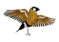 3D Rendering Parson Finch Bird on White