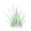 3D Rendering Patch of Grass on White Royalty Free Stock Photo