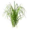 3D Rendering Patch of Grass on White Royalty Free Stock Photo