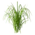 3D Rendering Patch of Grass on White