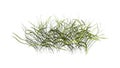 3D Rendering Patch of Grass on White Royalty Free Stock Photo