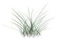 3D Rendering Patch of Grass on White