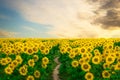 3D rendering of a path leading into a field of sunflowers at sunset