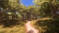 3D Rendering Path through Summer Forest