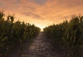 3d rendering of path between two corn field in the evening sunlight