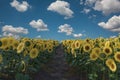 3d Rendering of pathway in the middle of blooming sunflower field in front of blue sky Royalty Free Stock Photo