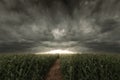 3d Rendering of pathway in the middle of green cornfield in front of dramatic sky. Selective focus