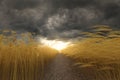 3d Rendering of pathway in the middle of ripe wheat field in front of dramatic sky. Selective focus