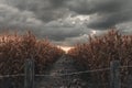 3d Rendering of pathway in the middle of withered cornfield in front of dramatic sky