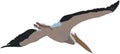 3d rendering of a pelican in flight on white background