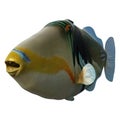 3D Rendering Picasso Triggerfish on White Royalty Free Stock Photo