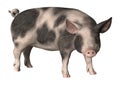 3D Rendering Pig on White