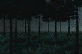 3d rendering of pine forest with fern plants in the night Royalty Free Stock Photo