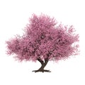 3D Rendering Pink Blooming Sakura Tree on White