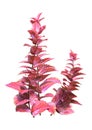 3D Rendering Coleus Plants on White