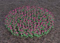 3D Rendering Pink Gerbera Flowers