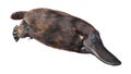 3D Rendering Platypus on White