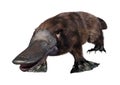 3D Rendering Platypus on White