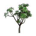 3D Rendering Plumeria Tree on White