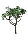 3D Rendering Plumeria Tree on White