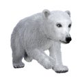 3D Rendering Polar Bear Cub on White