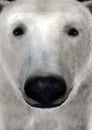 3D Rendering Polar Bear