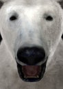 3D Rendering Polar Bear