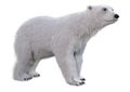 3D Rendering Polar Bear on White