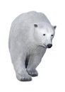 3D Rendering Polar Bear on White