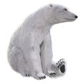 3D Rendering Polar Bear on White