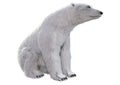 3D Rendering Polar Bear on White